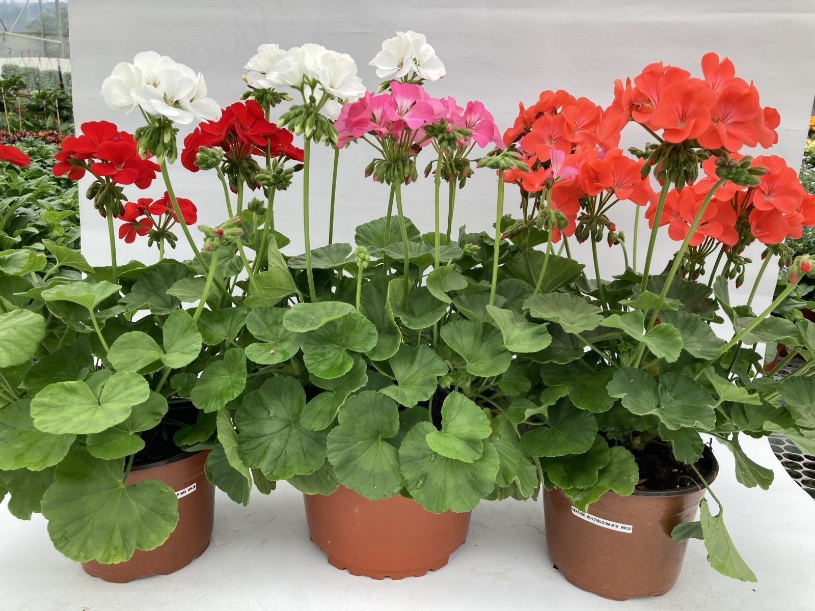 Multibloom