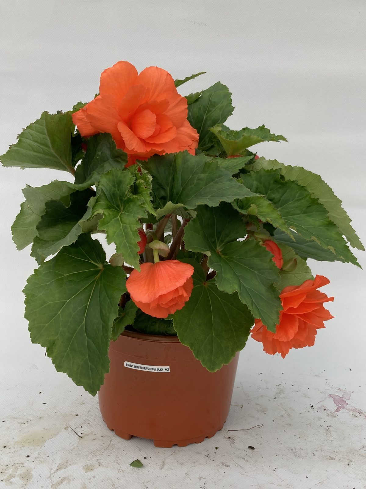 Amerihybrid Ruffled