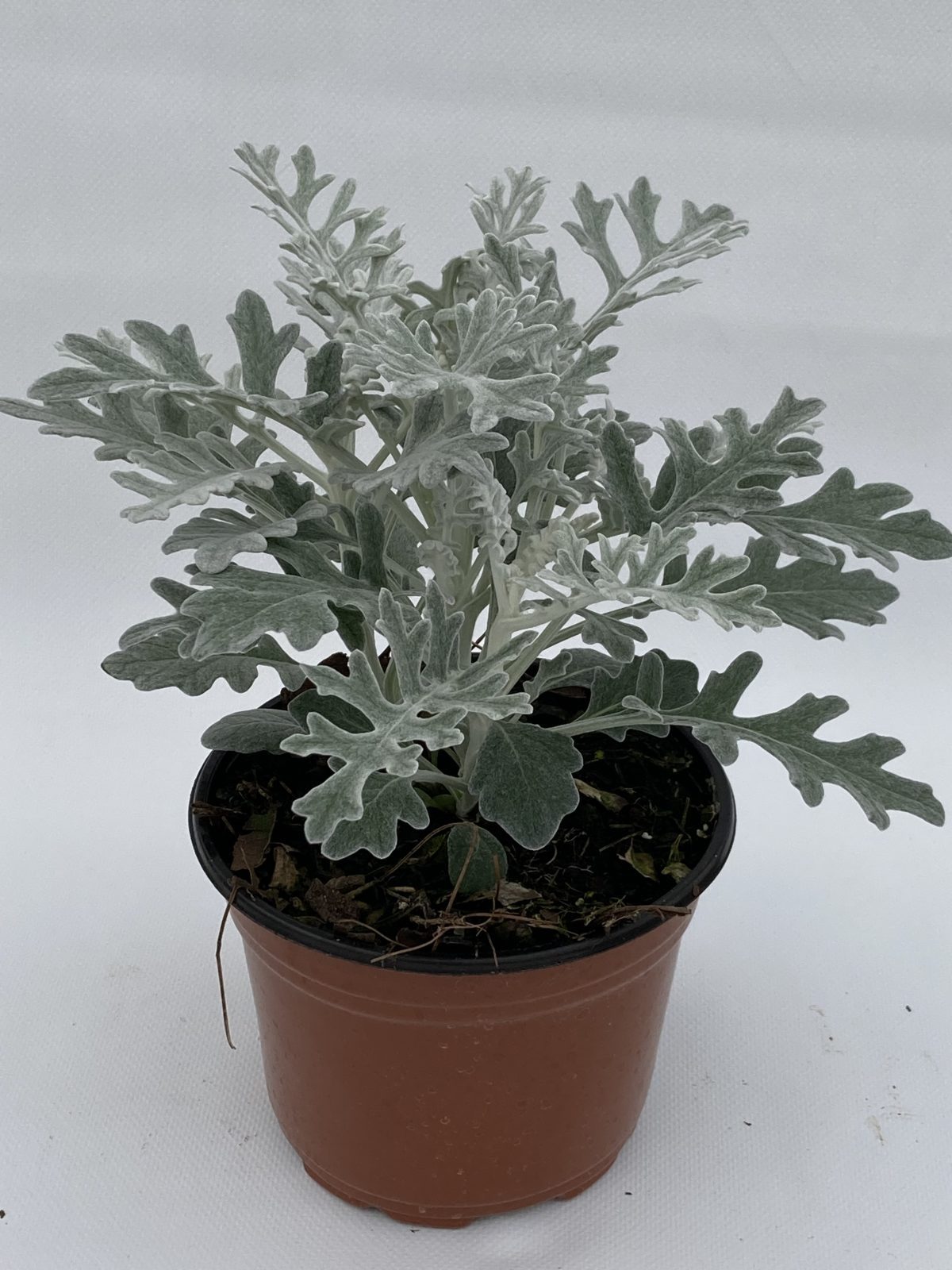 Quicksilver