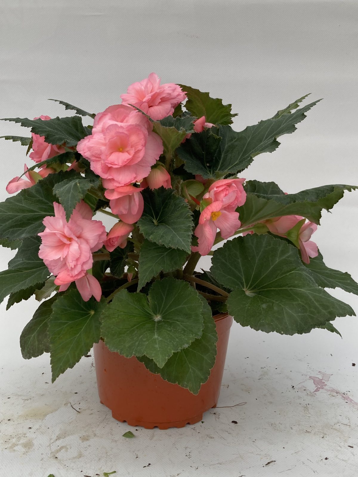 Amerihybrid Ruffled